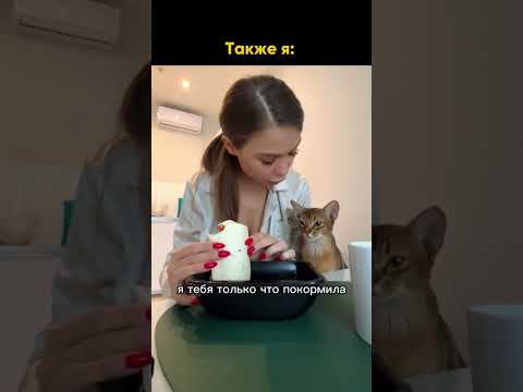 Они понимают больше, чем некотрве люди😁