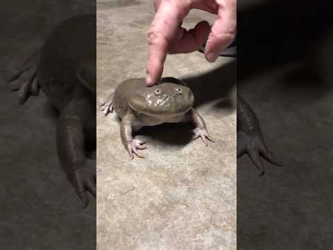 Screaming Budgett's Frog 🐸