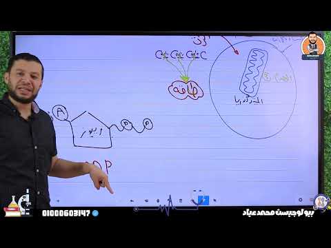 بأبسط طريقة افهم درس التنفس الخلوى | انشطار جزئ الجلوكوز | احياء الصف الثانى الثانوى