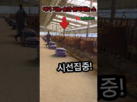 길들여진 소는?