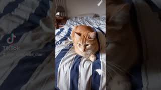 mon chat : pirate