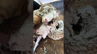 Shearing a Beautiful Purebred Rambouillet Ram 🐏
