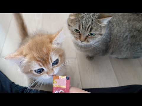 When I gave the cats treats, they took their turn and I was impressed!