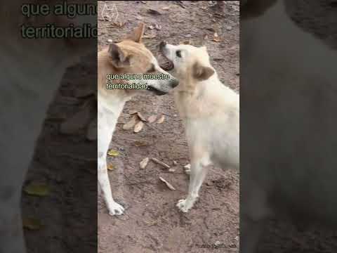 Cuando crees que tu perro no es agresivo  pero... #shorts
