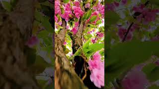 Bakalım bu ağacın adını kim bilecek ? 🌸 Zamanı geldi ! 😍