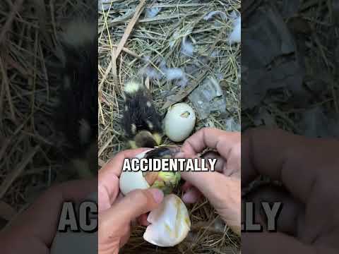 The mother duck's tough day ๐ฅบ