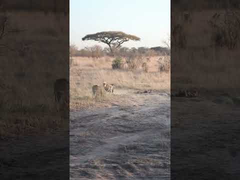 When it comes to food, hyena will not give way to leopard #wildlife #wildlifeentertainment #animals
