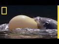 Puffer Fish and Otter Interaction