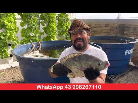 Criação de Peixes / Com o Curso da Piscicultura fácil da equipe cabecaodoparana!