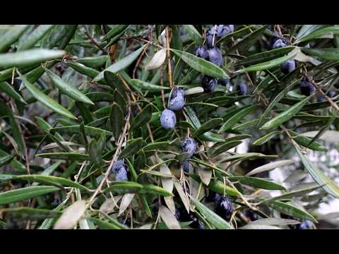 YouTube video thumbnail: Spain Olive oil Producers Fear Impact of Trump’s Trade Threat