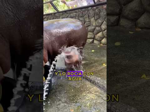 Este bebé hipopótamo ama demasiado el agua#animals #shorts #heartwarming #funny #love