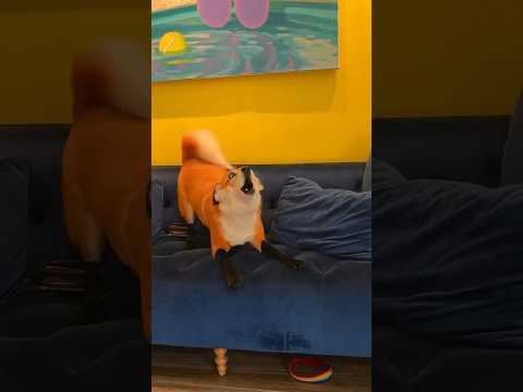 Have you seen a FOX-DOG? I present you Cottonball!