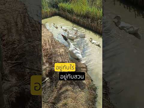 อยู่กับไร่อยู่กับสวน เช้าฟาร์ม เย็นฟาร์ม DIY อยู่กับไร่อยู่กับสวน