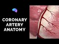 Coronary Artery Anatomy and Function