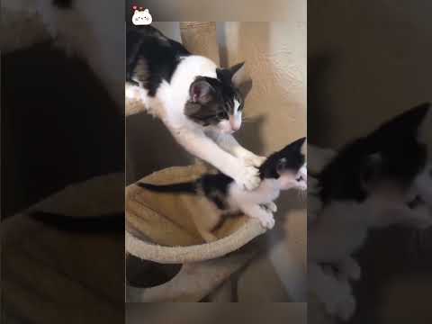 Mother cat protects her baby😺