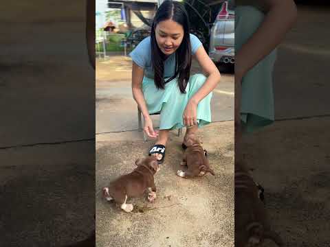 โอ๋ๆ😍 #puppy #dog #มามี๊ปุ๊กกี้ #americanbully #สุนัขพันธุ์อเมริกันบูลลี่ #อเมริกันบูลลี่