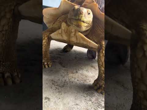 ลูกชาย ผมได้ลูกชาย #เต่าซูลคาต้า #สัตว์เลี้ยง #shortvideo
