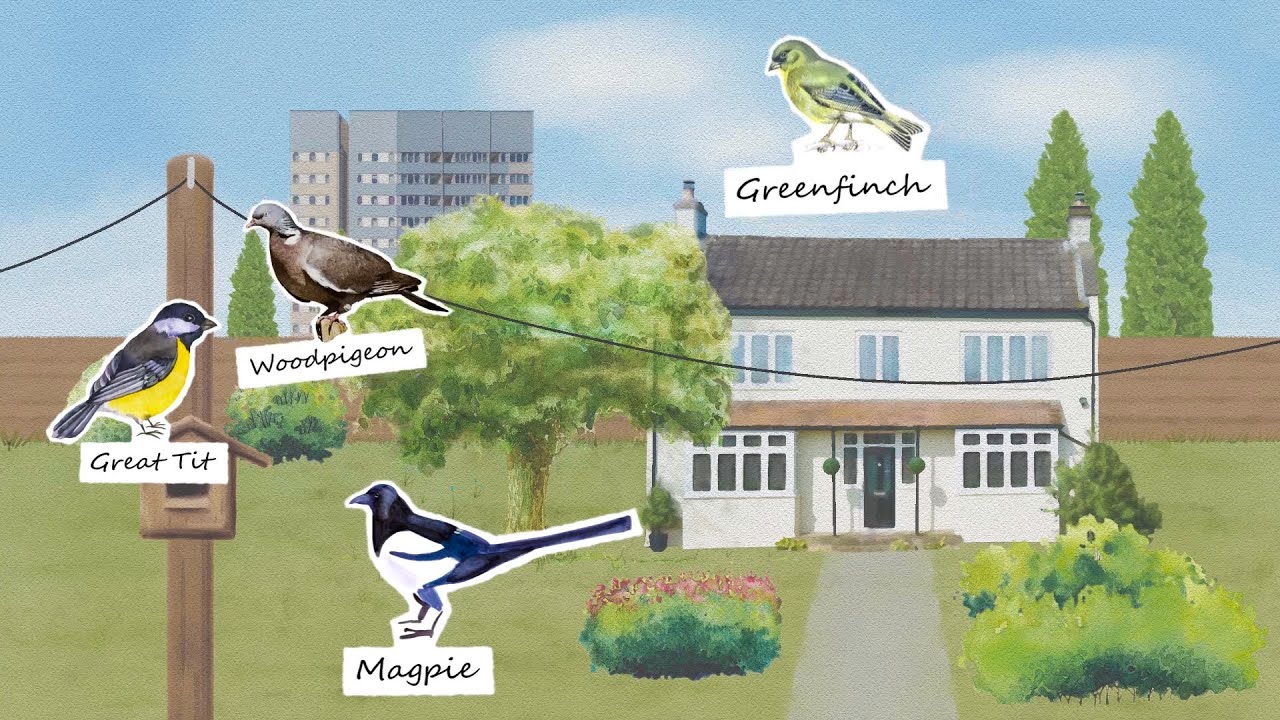 British Birdsong Montage International Dawn Chorus Day BBC Earth