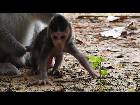 Discover the CUTEST Baby Animals Ever!