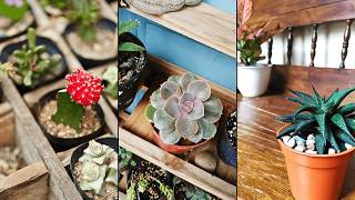 10 Dry Garden Ideas for a Small Indoor Area