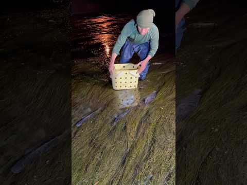 Natutulog ang mga isda sa damuhan😲😲😲