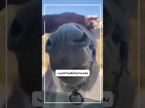 الجحش "طبشور" يسرق قلوب اللبنانيين