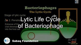 Lytic Life Cycle of Bacteriophage