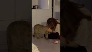 Little Braige wants to be cuddled by a baby! #animals #cat #braige #baby #shorts