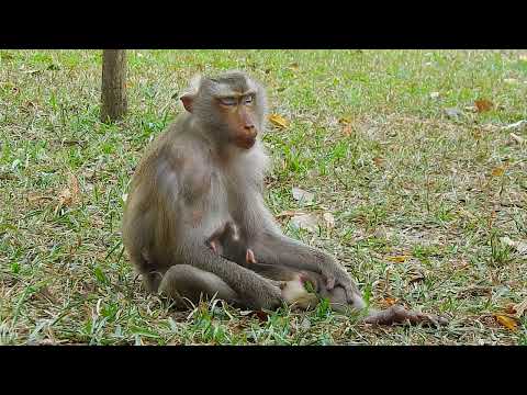 Cute Baby Animals Monkey Newborn