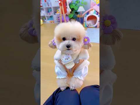 Mỗi ngày một bộ đồ. #shortsshorts #dog #dogs #funydogs #funy #funydog1010 #beautifuldog #beautiful