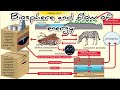 Ecosystem Dynamics and Energy Flow