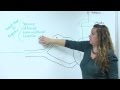 Sensory Neuron Pathway Concepts
