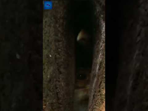 পাখির সবথেকে সুরক্ষিত ঘর😱 Hornbill Bird Nest Facts