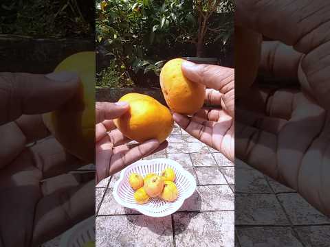 എൻറെ വീട്ടിലുള്ള കുറച്ചു variety fruits കണ്ടാലോ?(part 2) #shorts #shortvideo #fruits #trending