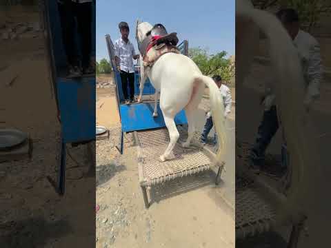 خيول او حصان عربي اصيل الاشتراك في القناه