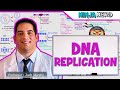Exploring DNA Replication Mechanisms
