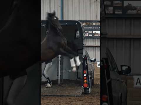 Never Quit💜/CREDITS: @featherlighthorsemanship3632 || #horse #edit #shorts