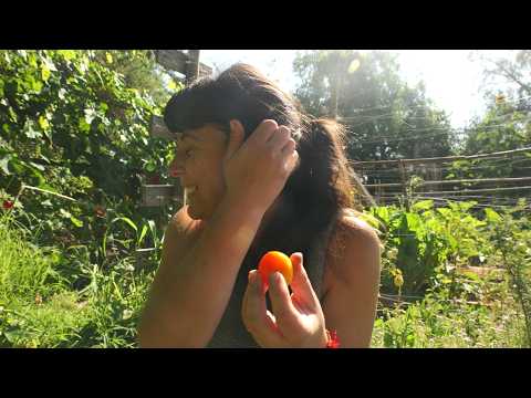 Nuestro huerto a pesar de las Plagas | Primer Tomate y un pequeño Tour