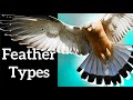 Bird Feather Types and Functions