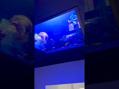 Installing A Fish Tank Into Ceiling #diy  #howto  #shorts
