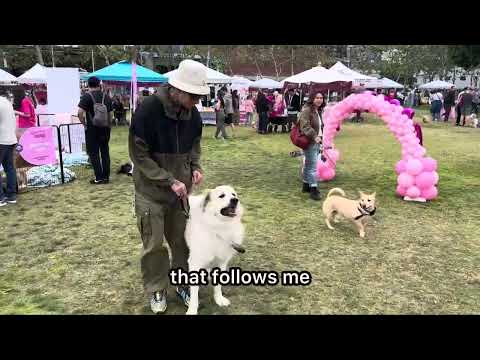 I Went To A Dog Event And All The Dogs Were Behaving Like This..