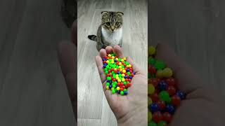 Funny Cat Barsik ⭕ Beads ❤ Reverse video