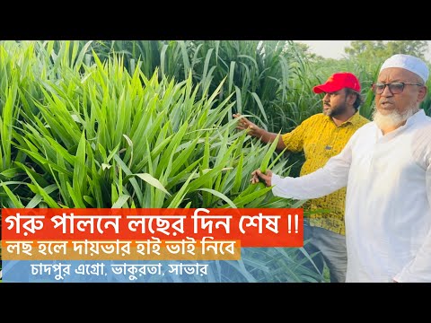 গরুর খামারে লছ হলে দায়ভার নিবে আব্দুল হাই। তবে কি করতে হবে জেনে নিন ?