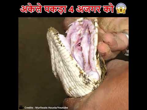 पुराने घर में निकले 4 अजगर 😲#shorts #humanity