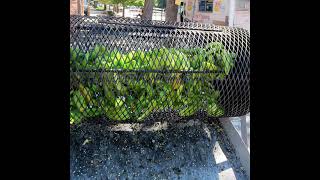 Colorado Proud: Why do 'Palisade' peaches, 'Pueblo' chiles matter so much to consumers? (ENCORE E...