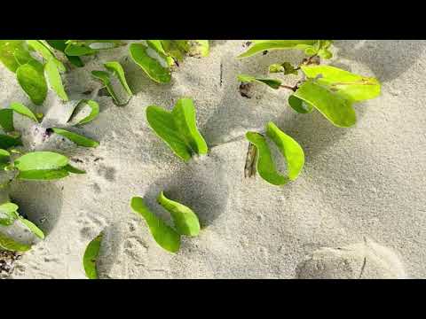 Enya - Pale Grass Blue