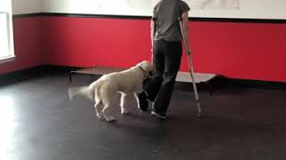Maggie working for her owner on crutches