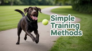 Dog Training Secrets Every Owner Should Know!