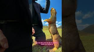 The funny but adorable Marmot 6 #animals #marmot #cute