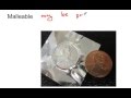 Exploring Metals, Nonmetals, and Metalloids